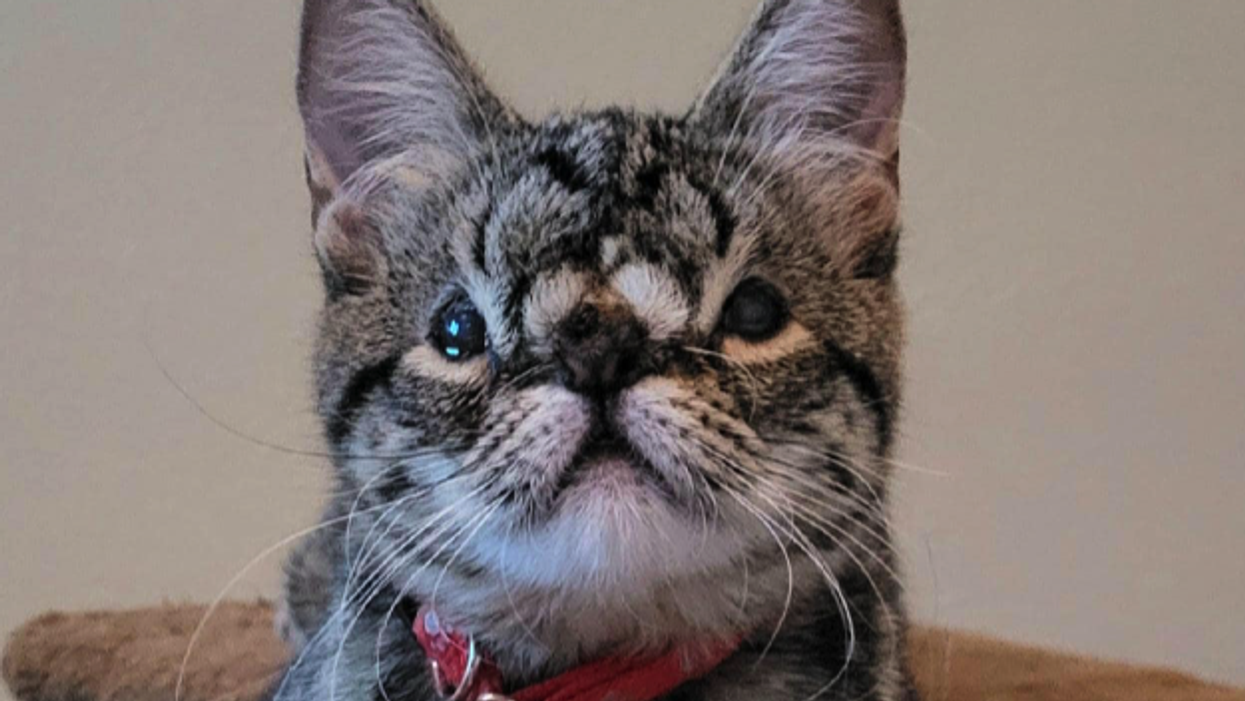 Down syndrome online cats for adoption