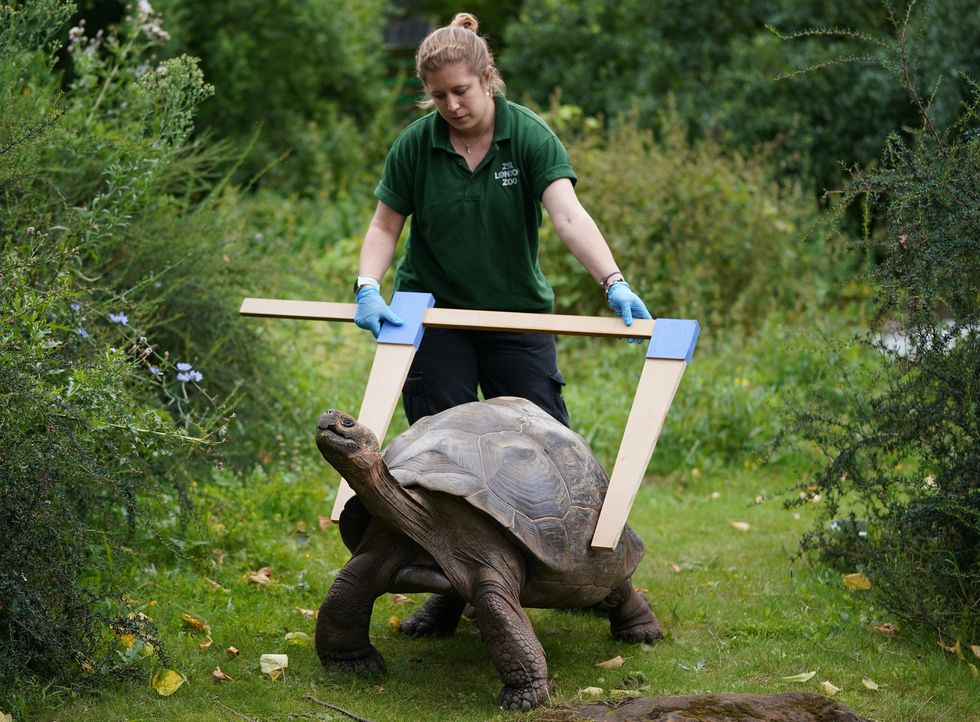 Keeper Charli Ellis tries to get the measure of Polly the Galapagos tortoise (Yui Mok/PA)
