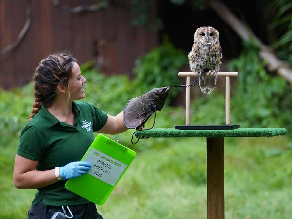 Keeper Hattie Sire with Owlberta the tawny owl (Yui Mok/PA)