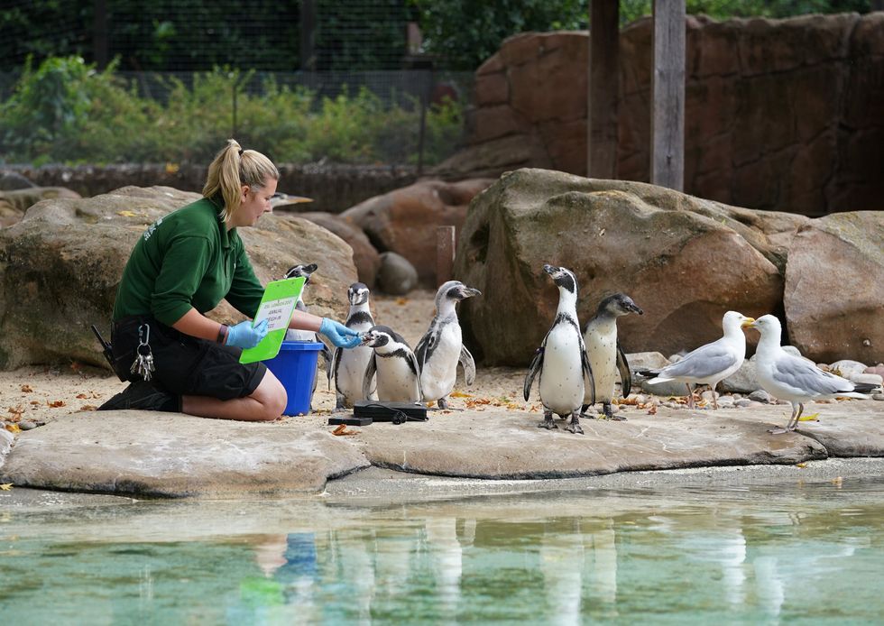 Keeper Jessica Courtney-Jones hands out fish to the Humboldt penguins (Yui Mok/PA)