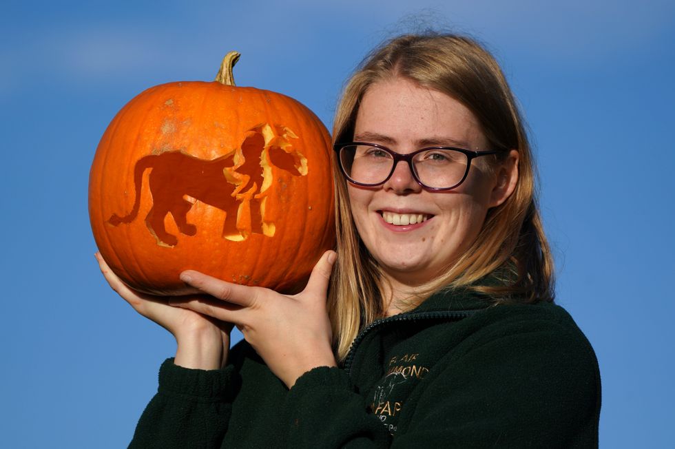 Keeper Lorna Mitchell holds a pumpkin with a lion carving on it for the park\u2019s pride of eight felines (Andrew Milligan/PA)