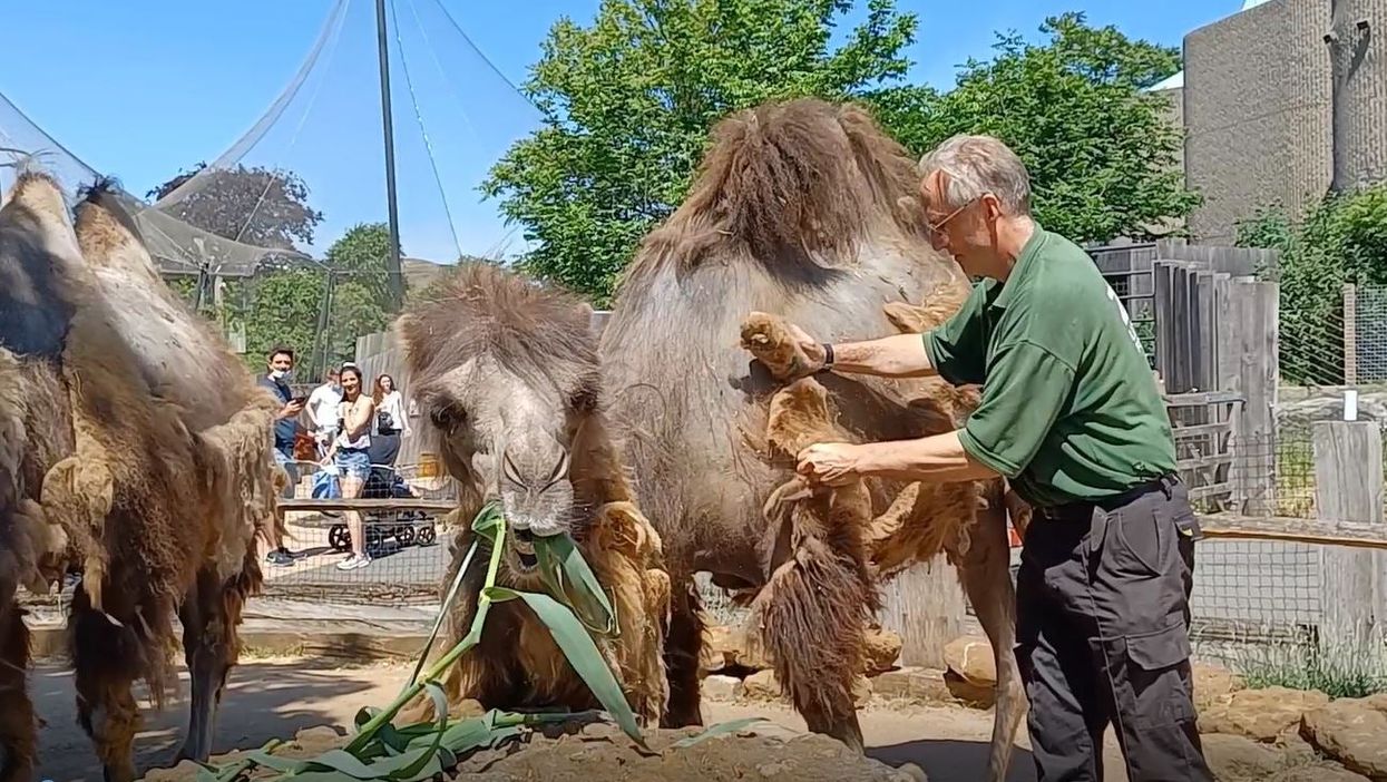 Keeper Mick Tiley gives Bactrian camel Noemie a brush-down