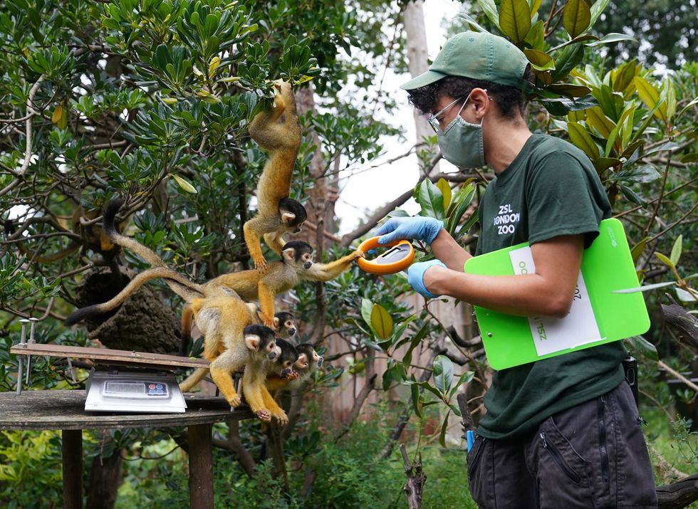 Keeper Rowan Swainson has his hands full with the squirrel monkeys (Yui Mok/PA)