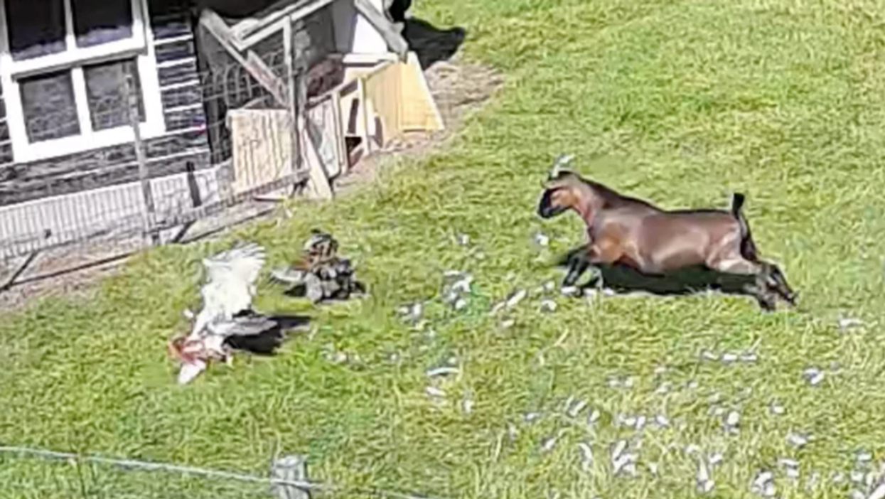 Dramatic footage captures moment farm animals rescue chicken from a hawk’s claws