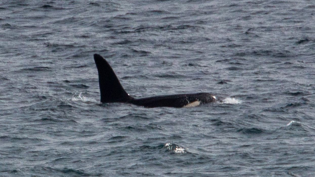 Killer whale Aquarius off the west coast of Cornwall