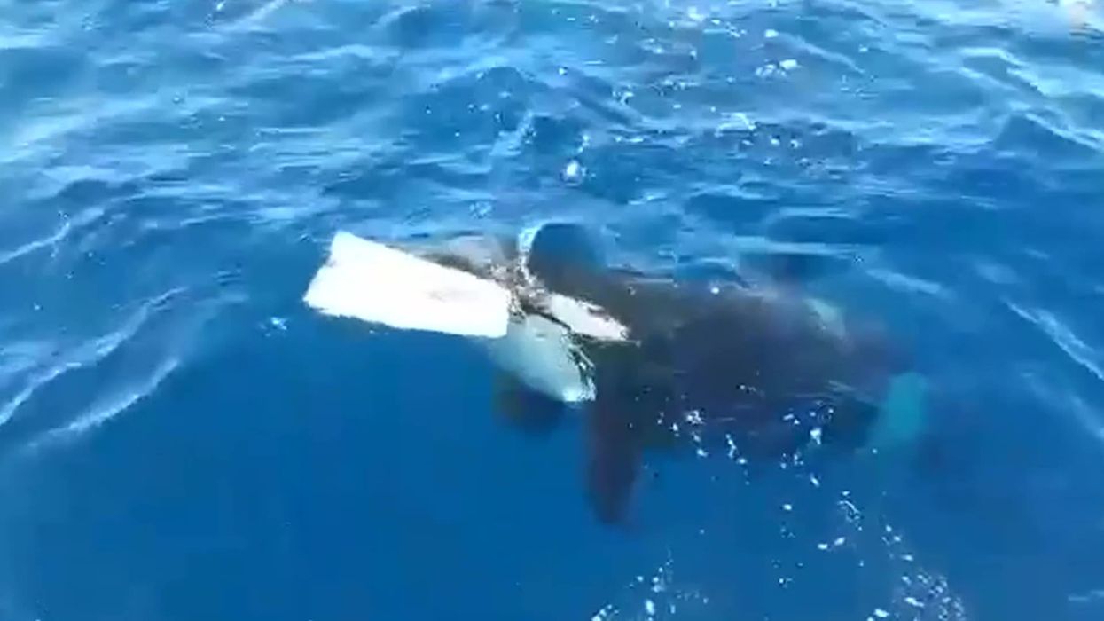 Scientists think orcas might be getting smarter as they show frightening new behaviours