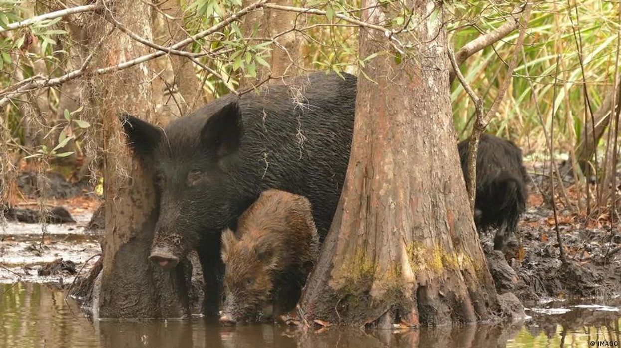 US beachgoers warned not to touch mysterious tar-like substance that’s been washing up onshore