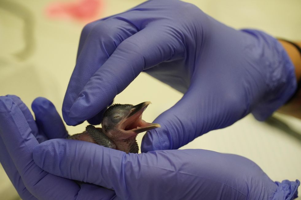 Kingfisher hatchling with beak wide open whilst cradled in person's hand