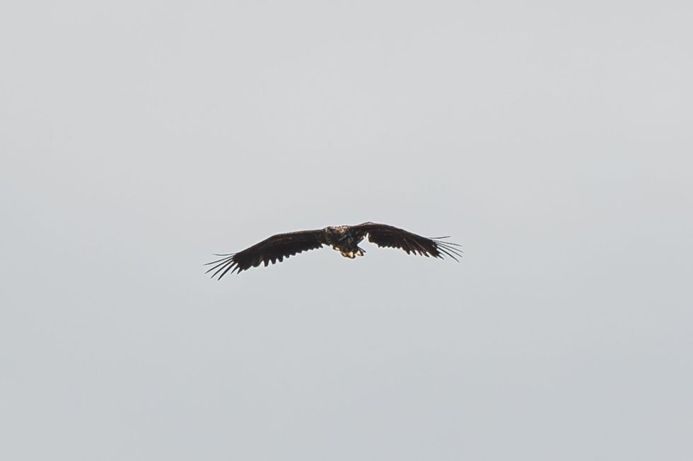 ‘Miracle’ eagle spotted flying over Mull after almost a year