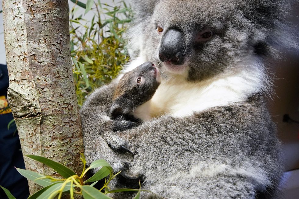 British safari park welcomes first southern koala to be born in Europe