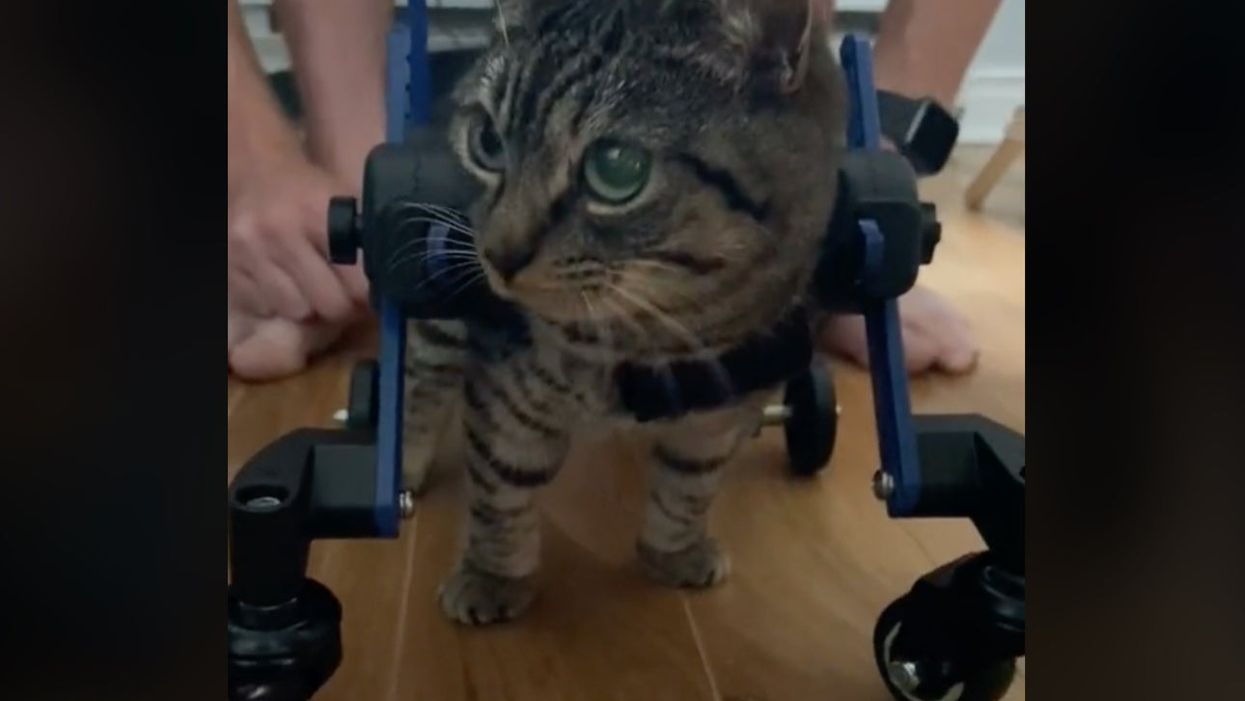 <p>Koby the cat takes his first steps using his new set of wheels</p>