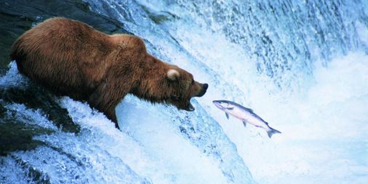 The food chain is about to collapse, scientists warn Biology Diagrams