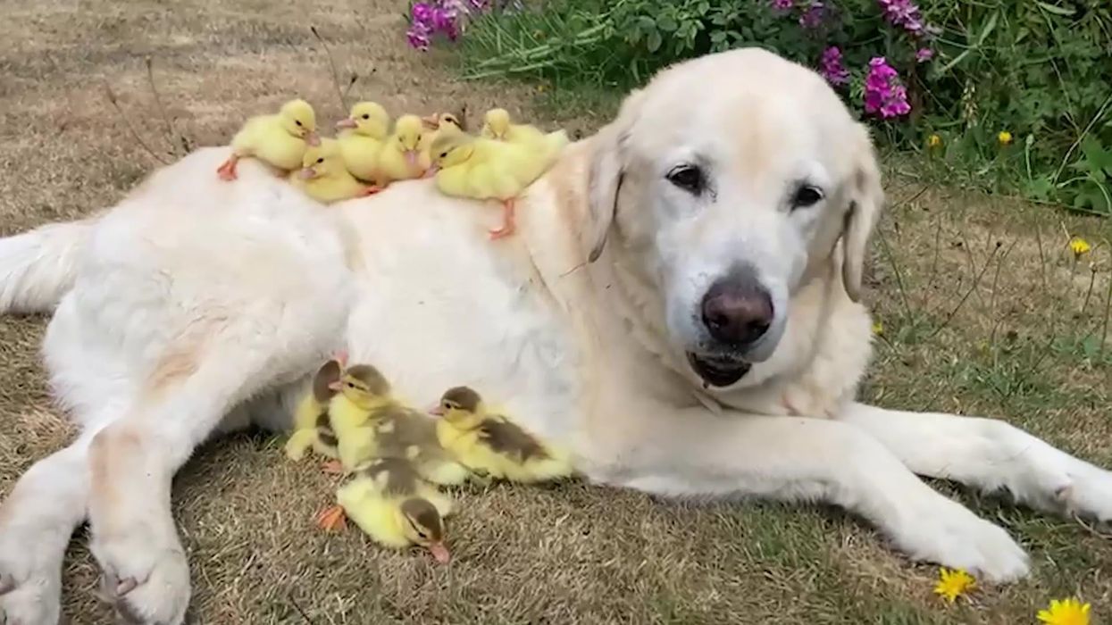 Labrador becomes an adopted dad to orphaned ducklings - again