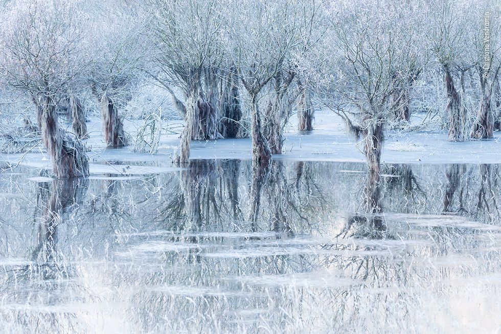 ‘Poignant’ image of frozen lake wins public vote in wildlife photography contest