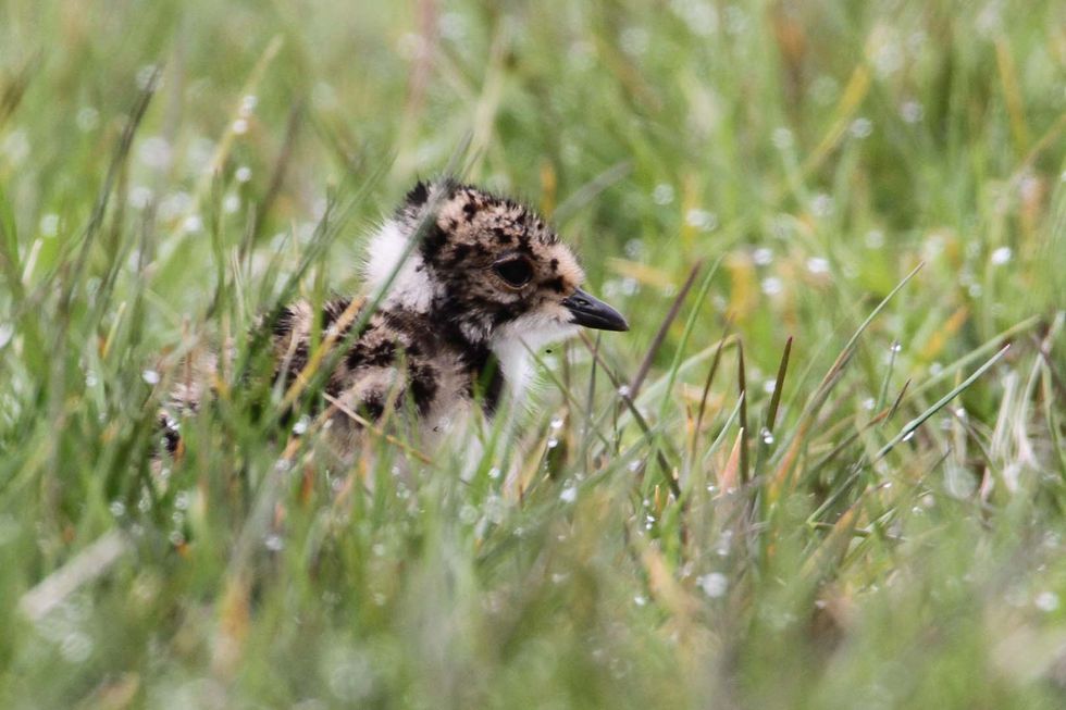Endangered bird makes return to Co Down bog thanks to conservation efforts