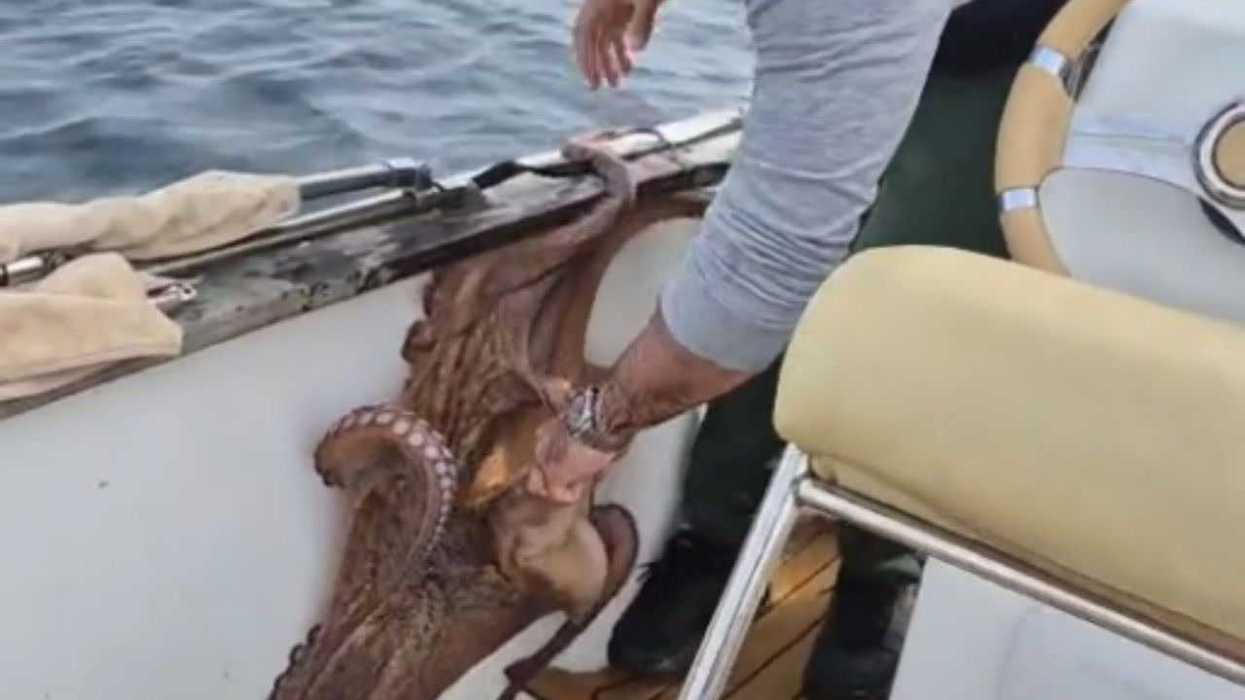 Fearsome giant octopus was a top predator during the age of dinosaurs