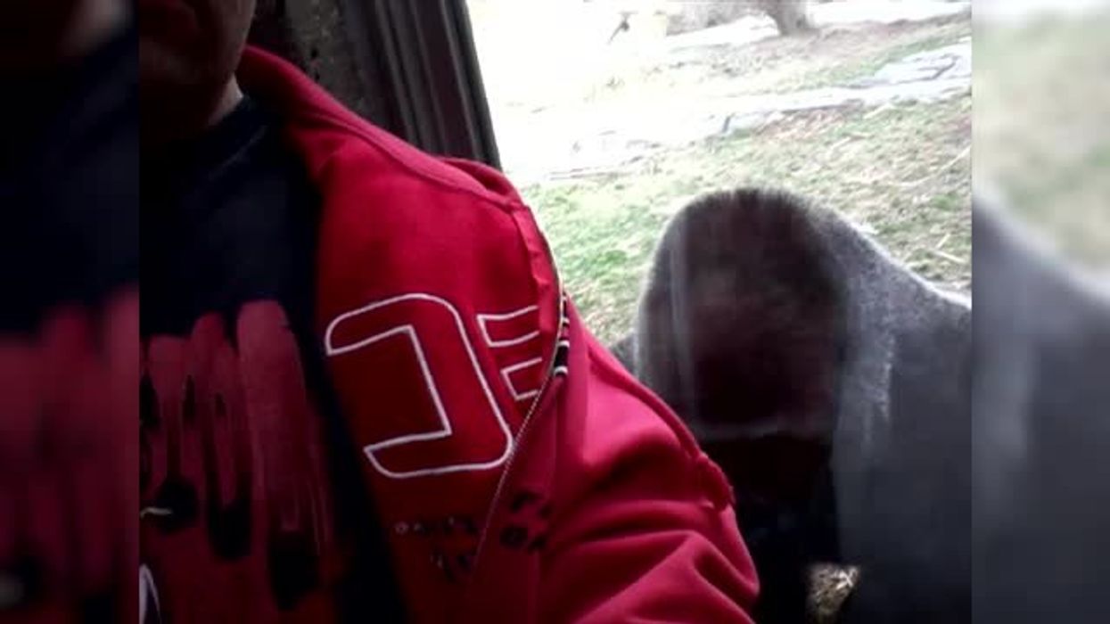 MrBeast wants 'volunteers' to test out the viral 100 men vs 1 gorilla debate