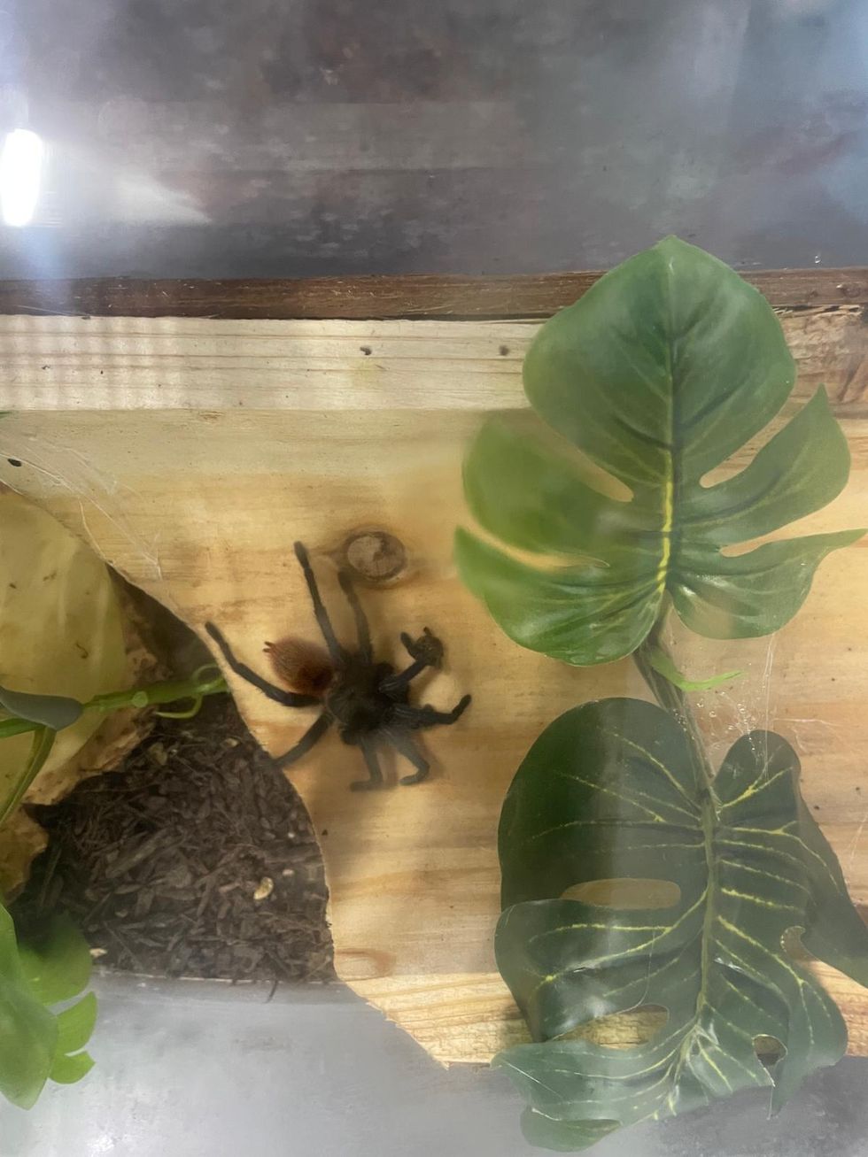 Large spider on wood, with large leaves nearby