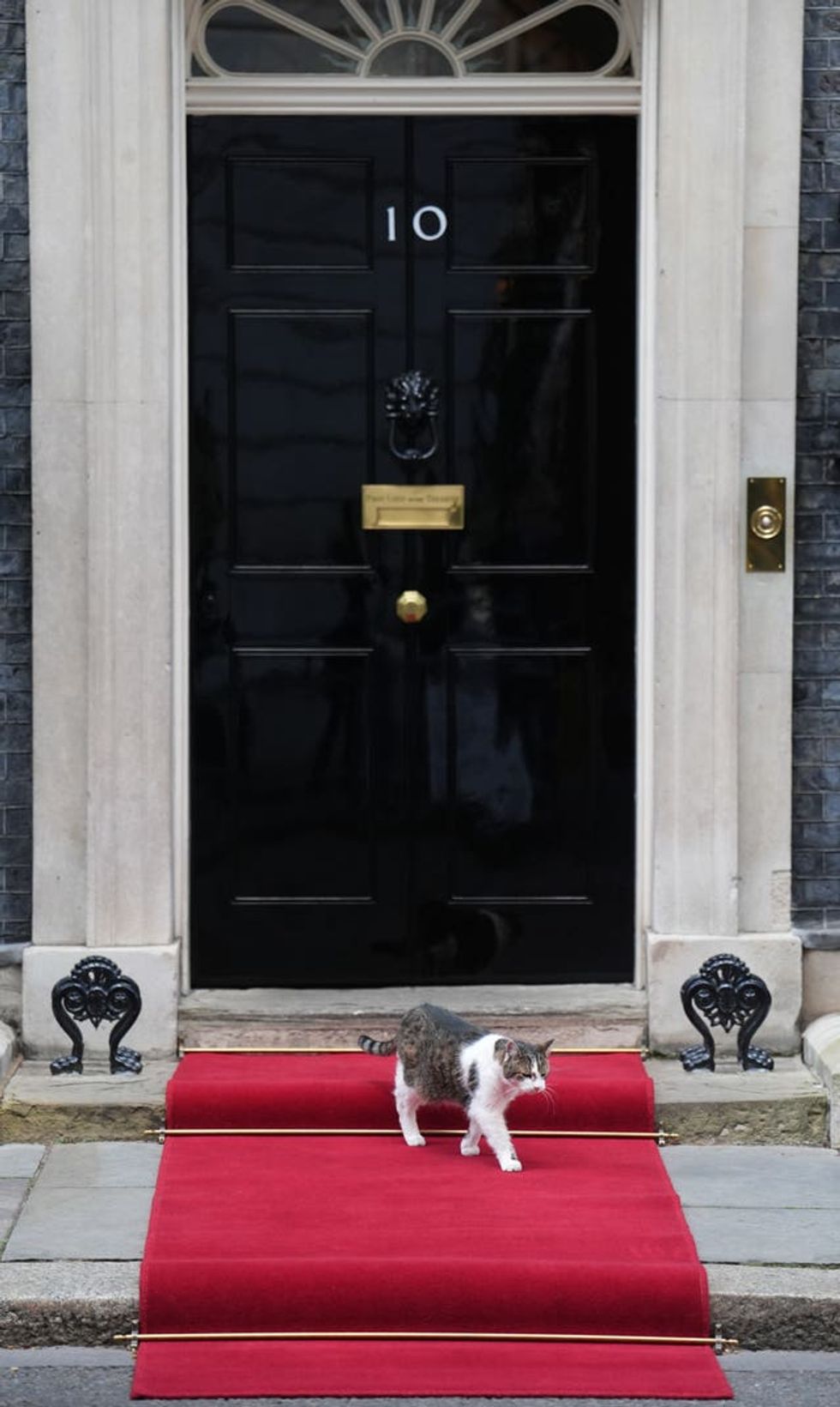 Larry on the red carpet in Downing Street