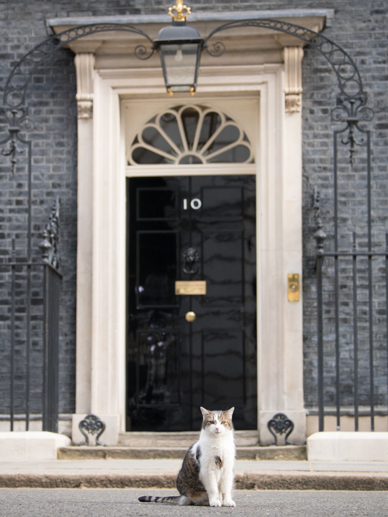 Larry the Cat celebrated a decade as Downing Street’s chief mouser (Stefan Rousseau/PA)