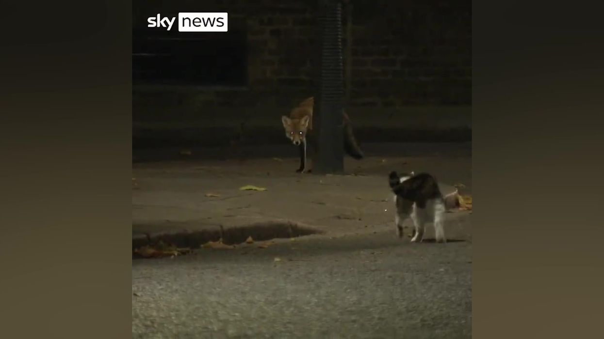 Larry the cat gets into a tense fight outside Downing Street