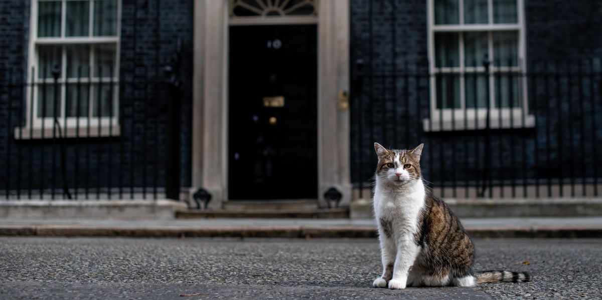 Hello street cat петиция. Кот с Даунинг стрит. Hello Street Cat. Vicious Street Cat. Miserable Street Cat.