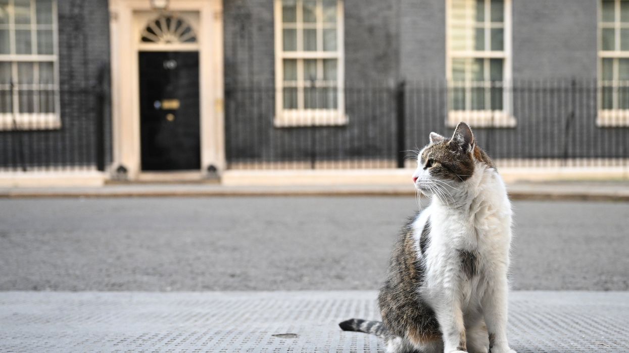 Fears for Downing Street's Larry the cat amid reports of ill health