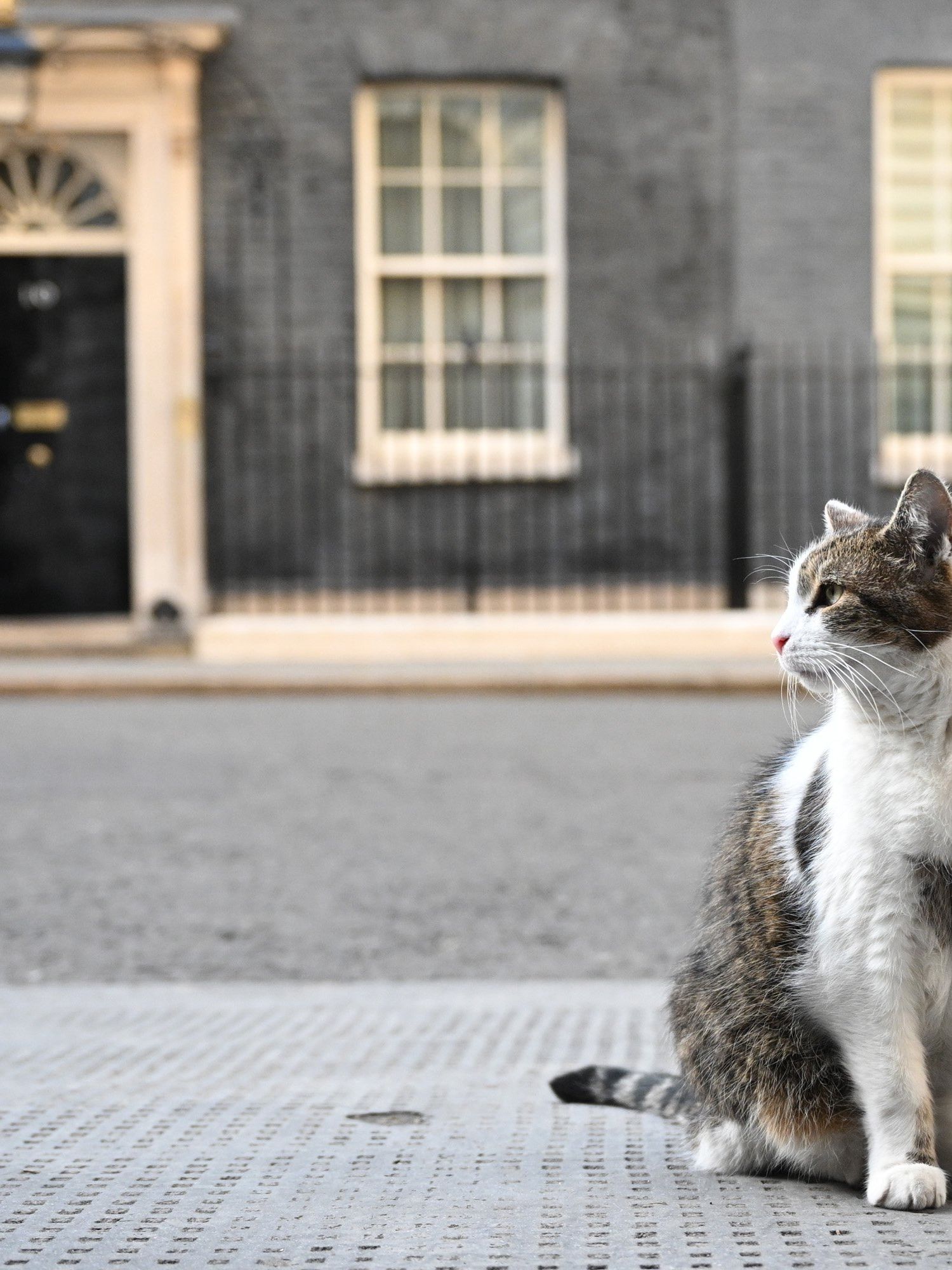 Fears for Downing Street's Larry the cat amid reports of ill health