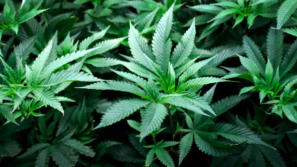<p>LawnStar has complied a list of the best cities in America to smoke weed in </p>