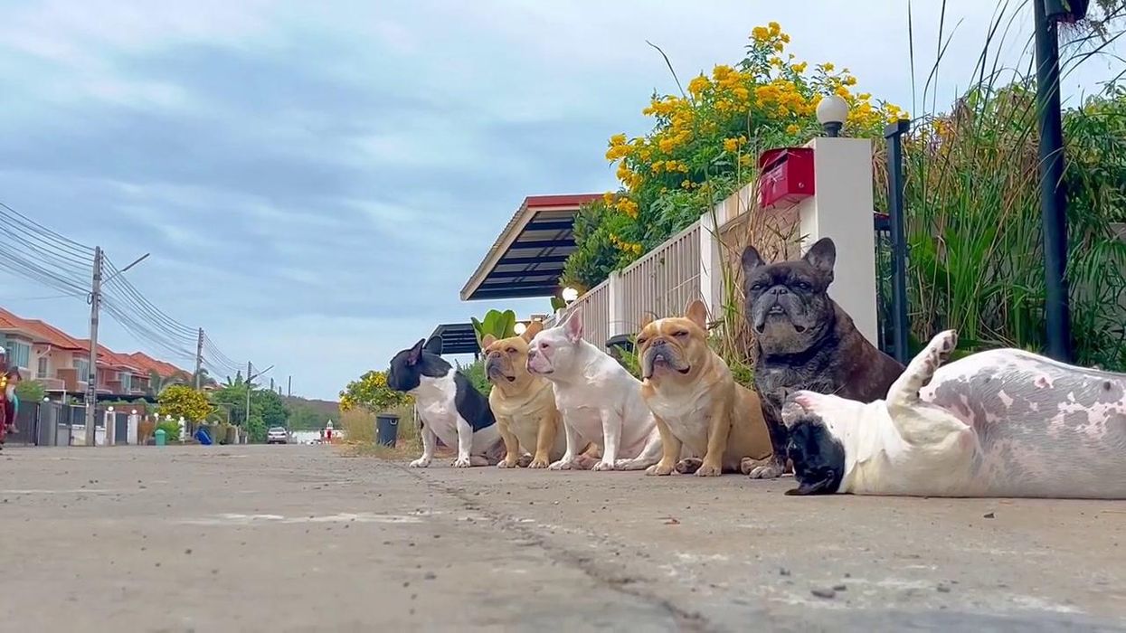 Lazy French Bulldog refuses to wake up while siblings pose for photoshoot
