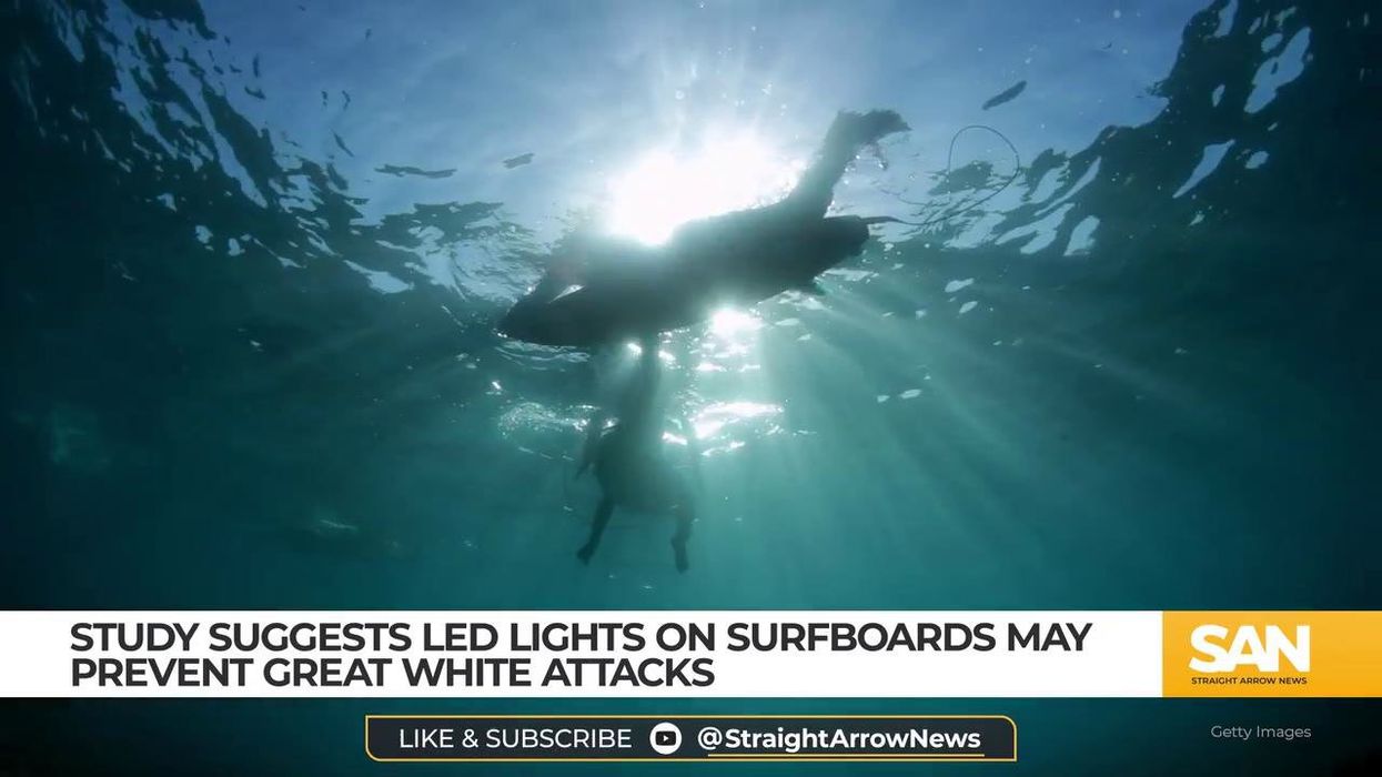 The biggest Great White Shark ever has been discovered - and it's the stuff of nightmares