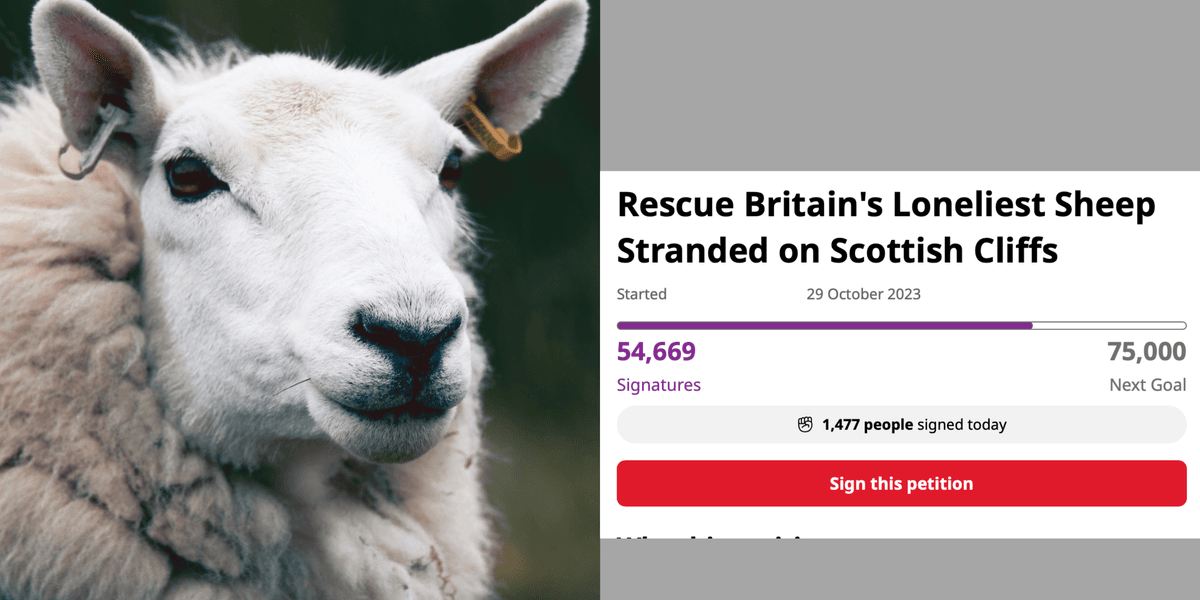 Stranded Sheep Scotland The ‘loneliest sheep’ 54,000 people want saved and why a hovercraft may ...