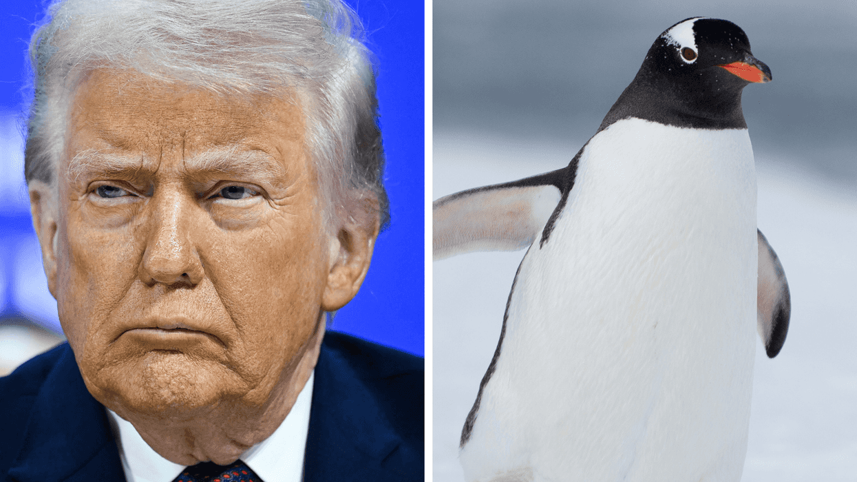 Left, Donald Trump. Right, a penguin.