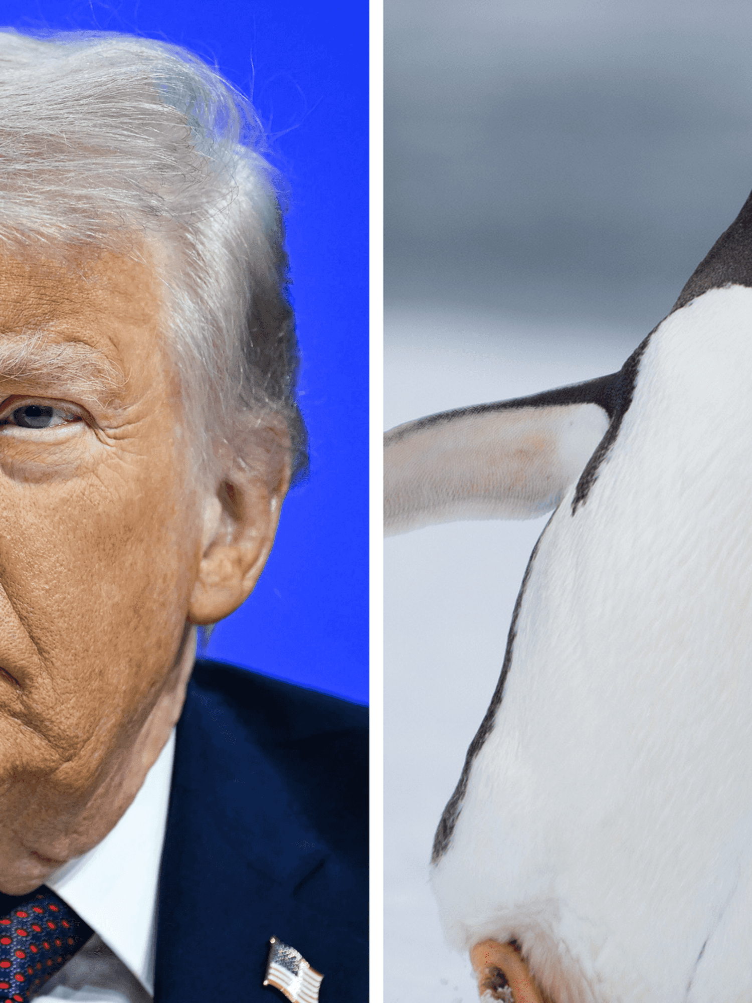 Left, Donald Trump. Right, a penguin.