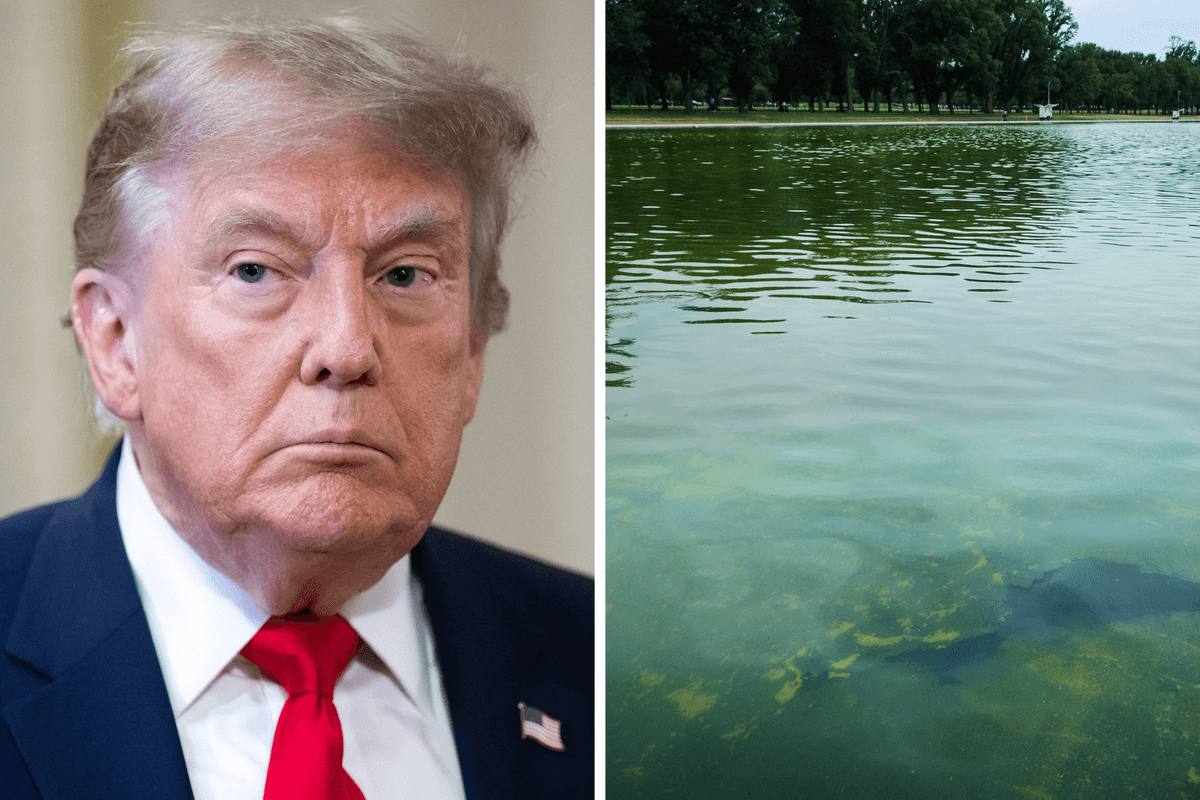 Left, Donald Trump. Right, algae in the Reflecting Pool.