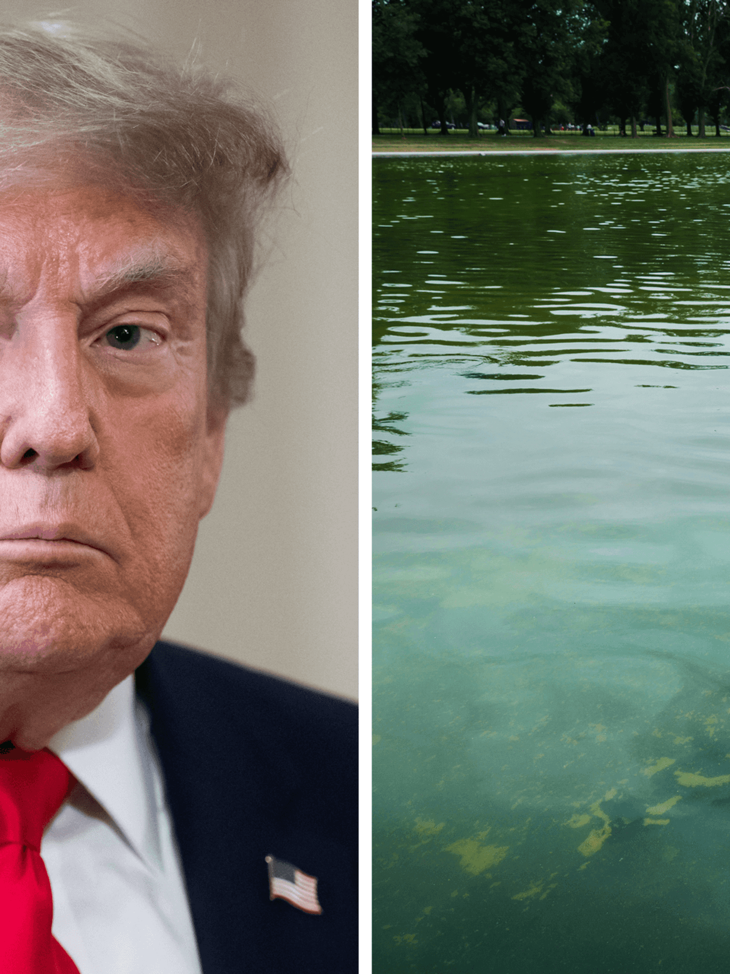 Left, Donald Trump. Right, algae in the Reflecting Pool.