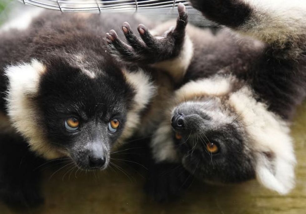 Lemur pups at Blair Drummond Safari and Adventure Park