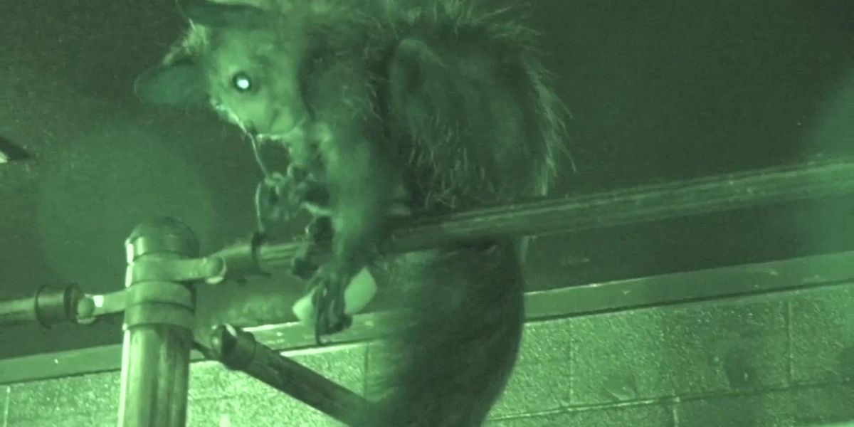 Lemur recorded picking its nose and eating it in the name of science