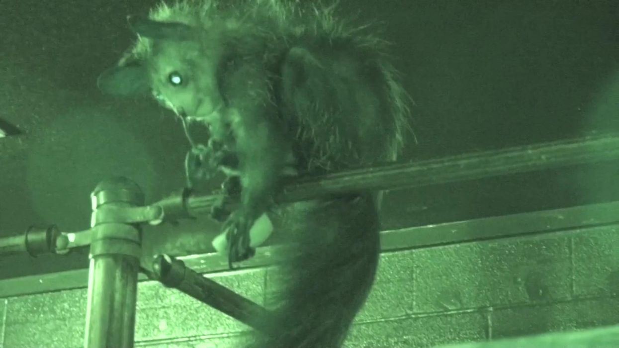 Lemur recorded picking its nose and eating it in the name of science