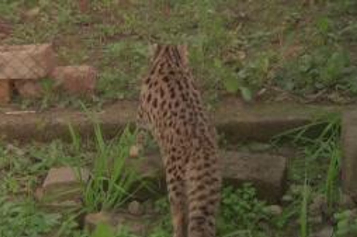 Leopard Cats Released Back Into the Wild