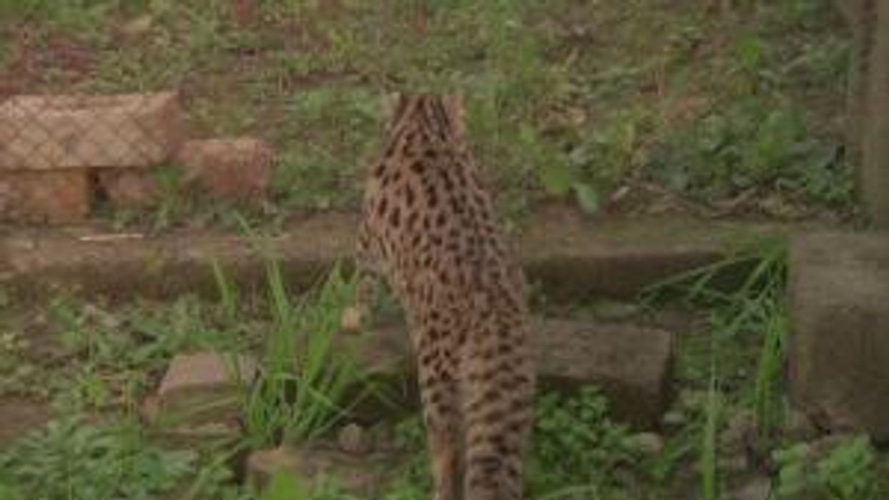 Leopard cats released back into the wild