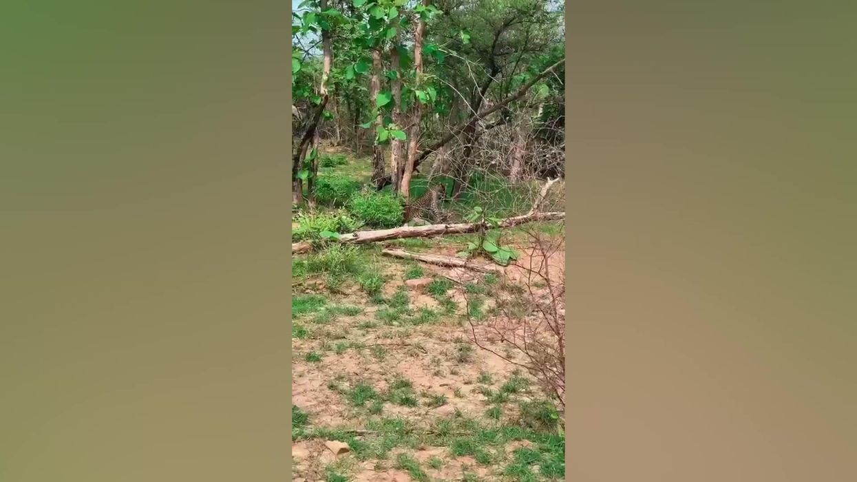 Video of a leopard hunting a baby monkey shocks the internet