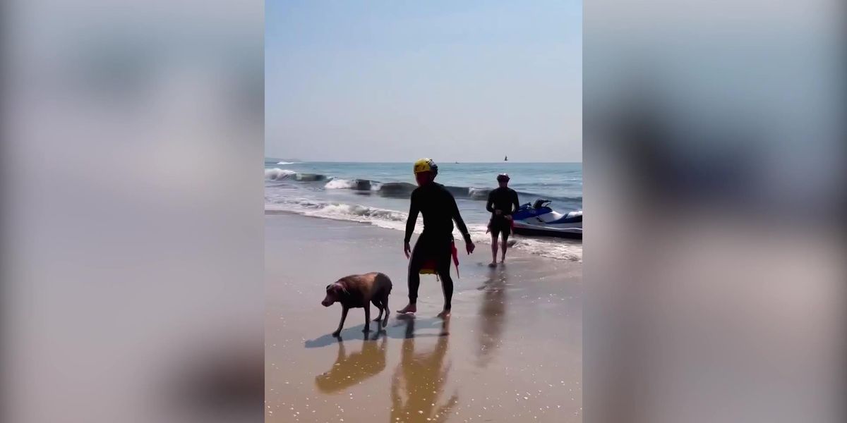Lifeguarde Rescue Lifeguard rescues dog who swam 600 yards from shore | indy100