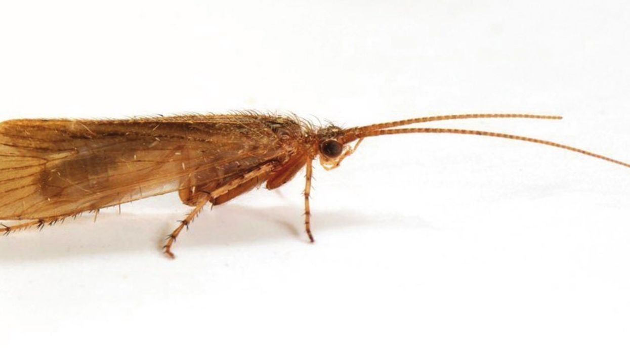 Limnephilus pati
