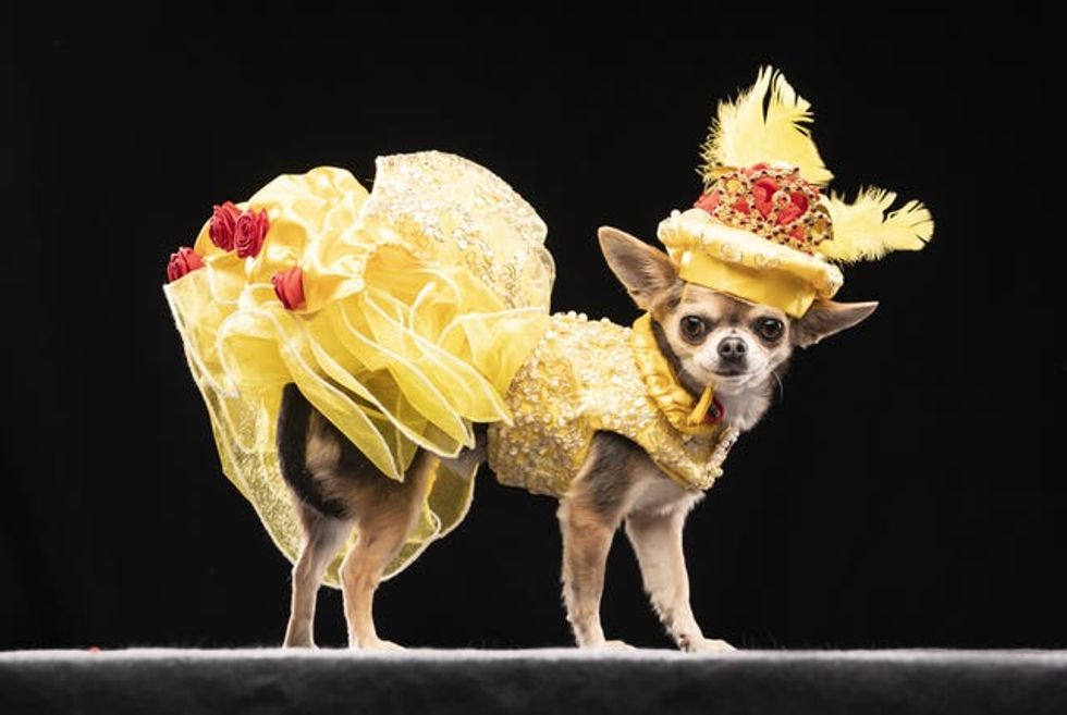 Lindy Lou the Chihuahua models a design inspired by Belle\u2019s ballroom gown from Beauty and the Beast