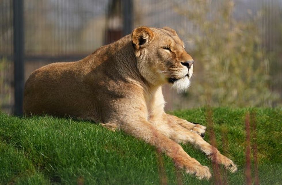 Lion Rescue Centre
