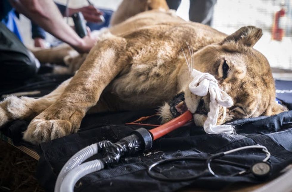 Lioness gets check-up