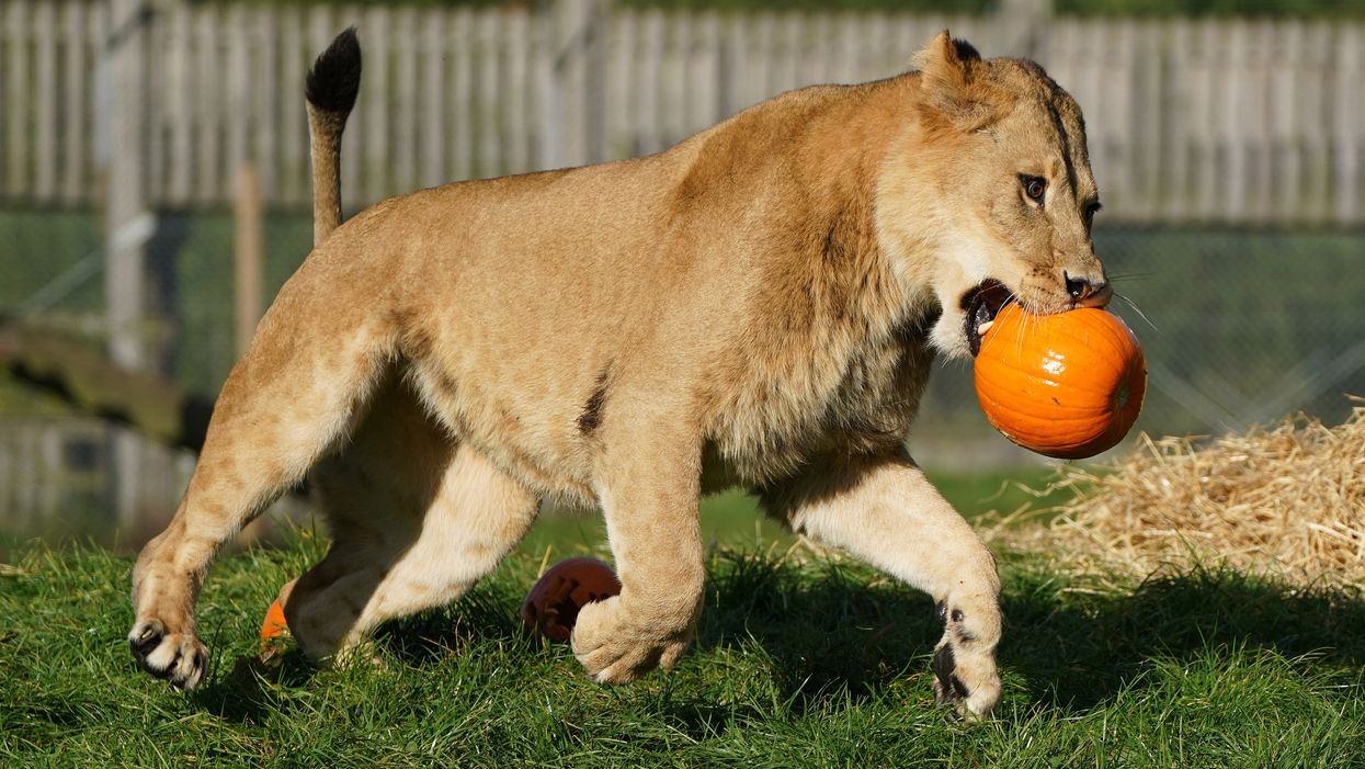Lions interact with a giant hay bale and pumpkins filled with enrichments at Blair Drummond Safari Park, near Stirling, during final preparations for their Halloween event which starts this weekend (Andrew Milligan/PA)