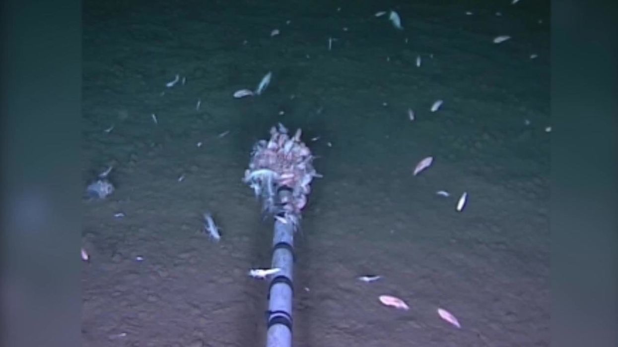 Scientists discover new virus in one of the deepest locations in the ocean