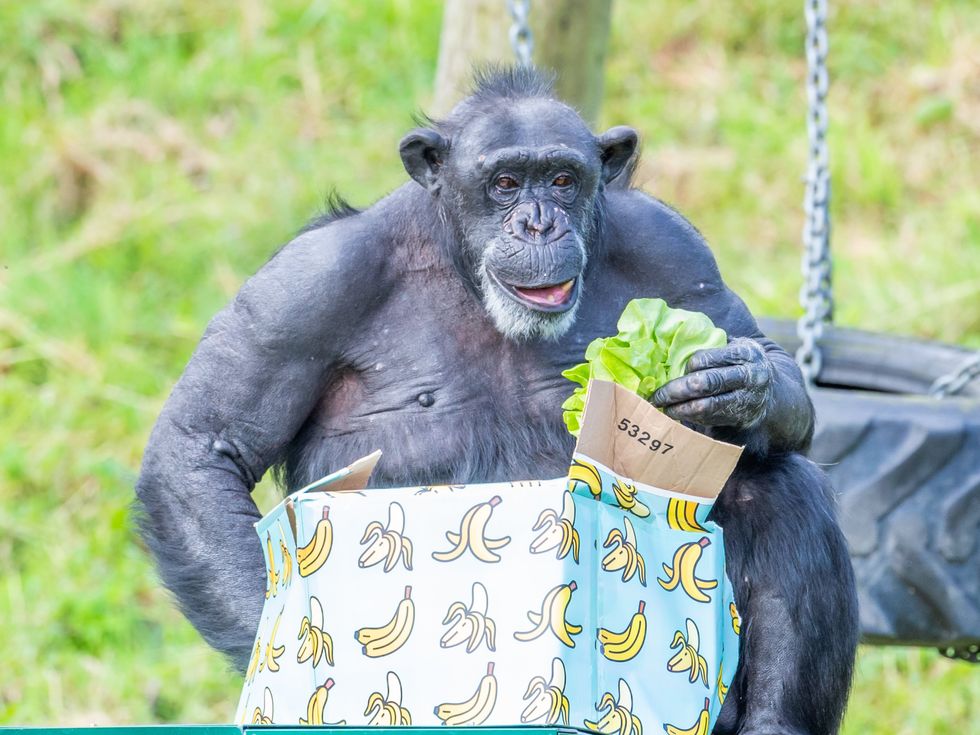 Chimpanzee Lizzie celebrates milestone birthday at Belfast Zoo